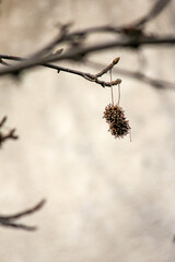 Wall Mural - branches of a tree