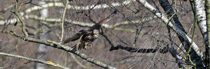 Wall Mural - flying Common buzzard // fliegender Mäusebussard (Buteo buteo)