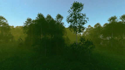 Wall Mural - Misty forest with birches and grass under a blue sky early in the morning. 3D render.