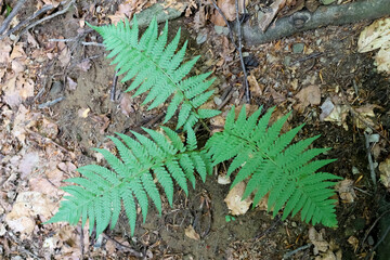 Canvas Print - fern leaves