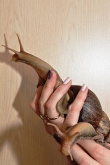 Giant African snail Achatina close up