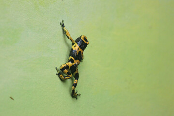 Sticker - A black and yellow frog on the wall