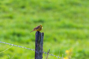 Wall Mural - Yellow hammer sitting on a wooden post at a fence