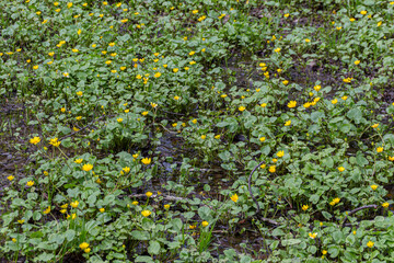 Wall Mural - Meadow of blooming pilewort