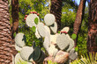 OPUNTIA FICUS-INDICA , cactus called prickly pear