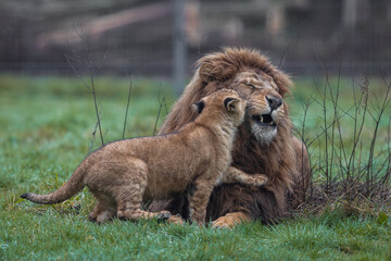 Wall Mural - lion resting in the meadow
