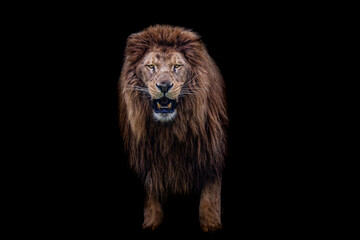 Wall Mural - lion with a black background