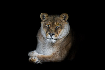 Wall Mural - lion with a black background