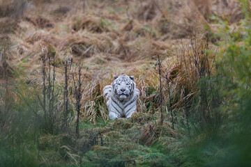 Wall Mural - White tiger resting in the meadow