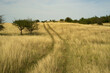 Beautiful grassland landscape of Deliblatska pescara, Serbia