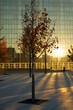Sunrise and young maple trees in autumn colors,  urban environment, glass buildings and concrete