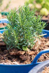 Fresh Rosemary Herb grow outdoor. Rosemary leaves Close-up.