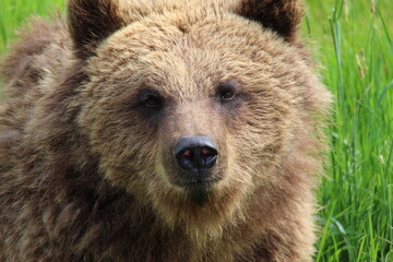 brown bear portrait