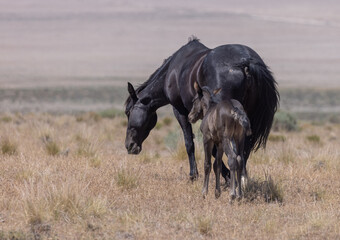 Poster - Wild Horse Mare and Foal in the Utah Desert