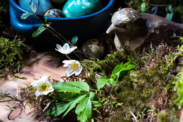 Wall Mural - Blossom of windflower (anemone) in background of colored Easter eggs in blue dish,  branches with buds, moss and wooden bird on wooden background, still life with flowers, Easter table decor