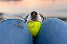 Adorable Blue Eyed Dog Grabbing Tennis Ball From Between Person's Knees