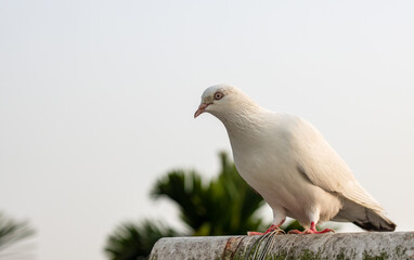 Wall Mural - Close up shot of beautiful domestic pigeon under the cloudy sky with copy space