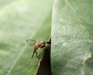 Sticker - A closeup of a Bactrocera dorsalis on green leaves under the sunlight with a blurry background