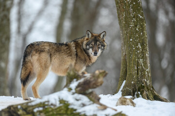 Wall Mural - Gray wolf in the winter forest. Wolf in the nature habitat