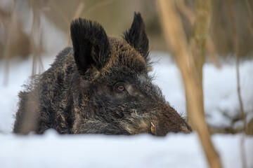 Wall Mural - wild pig with snow. young wild boar in wintery forest. wildlife scene from nature