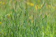 The Beautiful bluegrass meadow grass close up