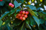 Cherry tree ripening fruits