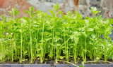 Fototapeta Tulipany - Close up picture of celery seedlings, selective focus.