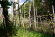 Abgestorbene Bäume im Brackwasser sumpfig und moorig. Dead trees in the brackish water swampy and boggy.