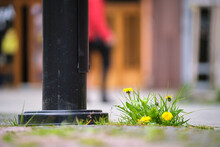 Grass Weed With Yellow Dandelion Flowers Growing Through Sidewalk Crack On City Street. Road Maintenance Concept