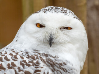 Wall Mural - Snowy owl (Bubo scandiacus) closeup portrait. Cute owl with a funny expression.