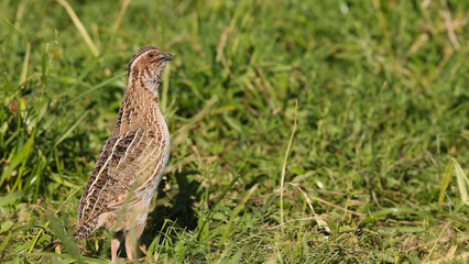 Poster - Quail (Coturnix coturnix)