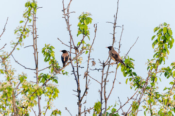 Wall Mural - Rose-coloured Starling (Sturnus roseus, Pastor roseus).