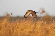 A Common Buzzard (Buteo Buteo) In Flight At Sunset.