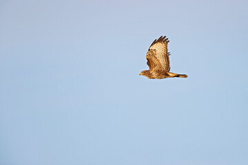 Wall Mural - A Common buzzard (Buteo buteo) In flight at sunset.