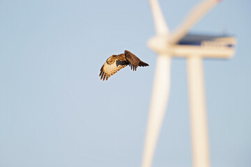 Wall Mural - A Common buzzard (Buteo buteo) In flight with windturbines in the background.