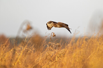 Wall Mural - A Common buzzard (Buteo buteo) In flight at sunset.