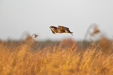 Wall Mural - A Common buzzard (Buteo buteo) In flight at sunset.