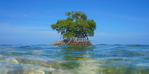 Wall Mural - A mangrove tree in the sea seen from water surface, Caribbean sea, Central America