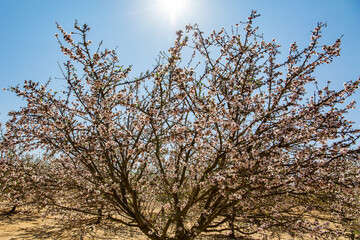 Poster - The almond tree