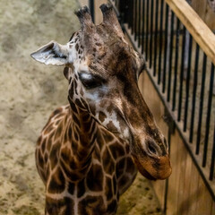 Sticker - A closeup of a giraffe in the zoo