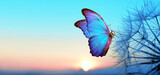 Fototapeta  - Natural pastel background. Morpho butterfly and dandelion. Seeds of a dandelion flower in drops of water on a background of sunrise.