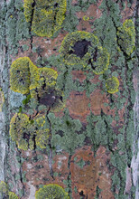 The Bark Of A Tree Growing In The Shade  - Background Of Multi-colored Fungus, Lichen, Moss And Other Diseases.