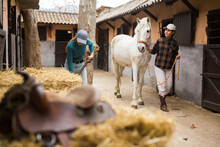 Asian Woman Stable Keeper Leading White Horse Along Stalls Outdoor While Young Female Worker Stacking Hay In Yard..