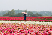 Person Photographing Iconic Fields Of Tulips In Lisse Netherlands Near Keukenhof 