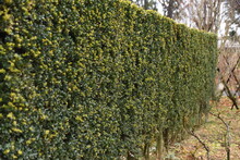 Hedge Of Japanese Holly. Aquifoliaceae Evergreen Shrub. 
