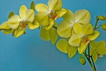 Yellow Orchid Branch, Bright Yellow Orchid Flower On A Blue Background.
