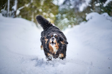 Wall Mural - A Bernese mountain dog running in the snow.