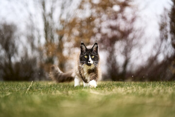 Sticker - A close-up shot of a Maine Coon cat walking on the grass in the blurry background.