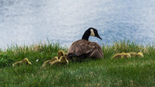 Goose With Goslings