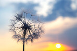 Fototapeta Dmuchawce - Dandelion silhouetted against the sunset sky. Nature and botany of flowers